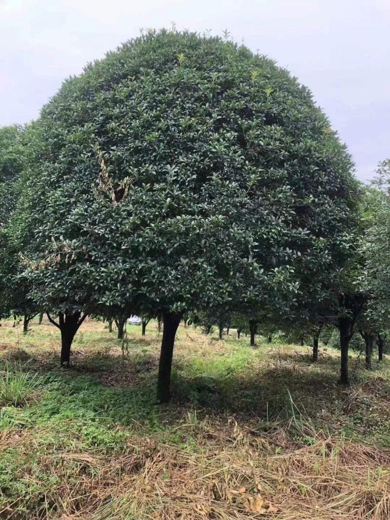 供应八月桂，红枫，茶花