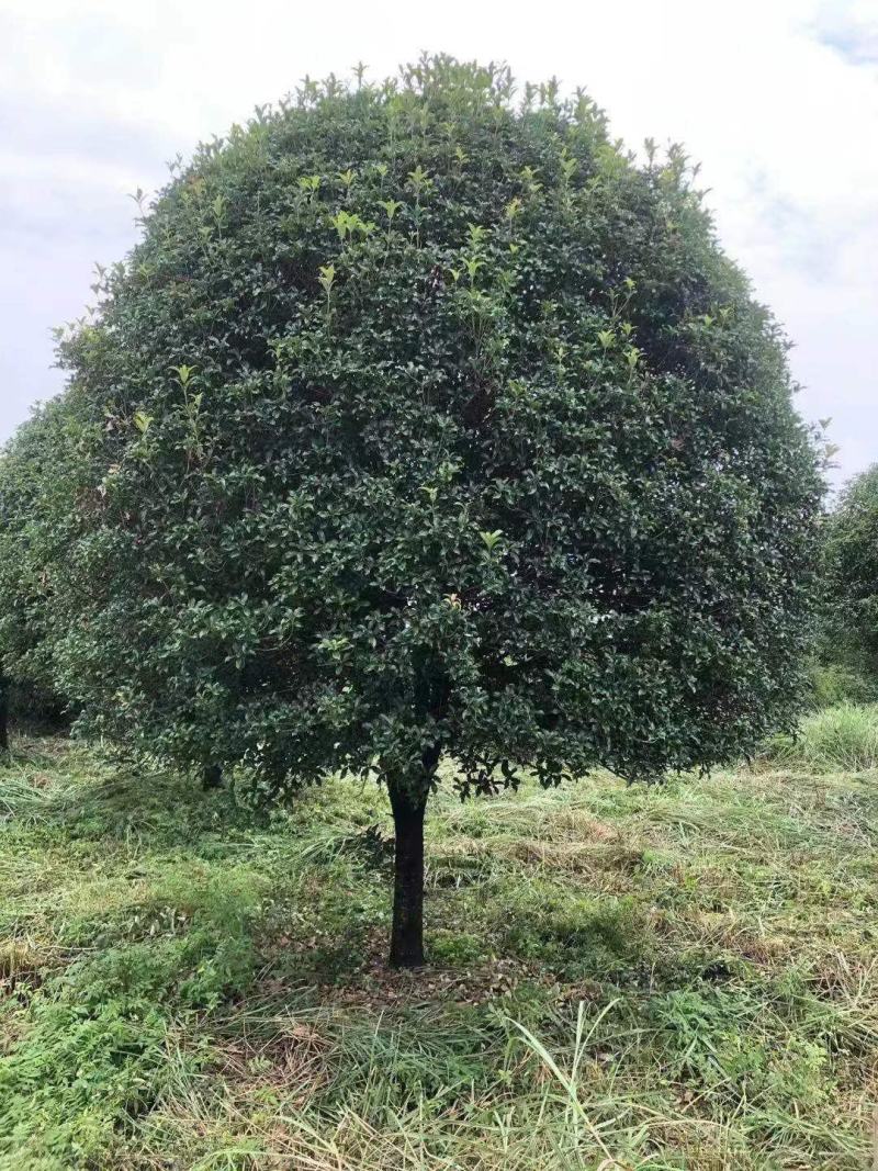 供应八月桂，红枫，茶花