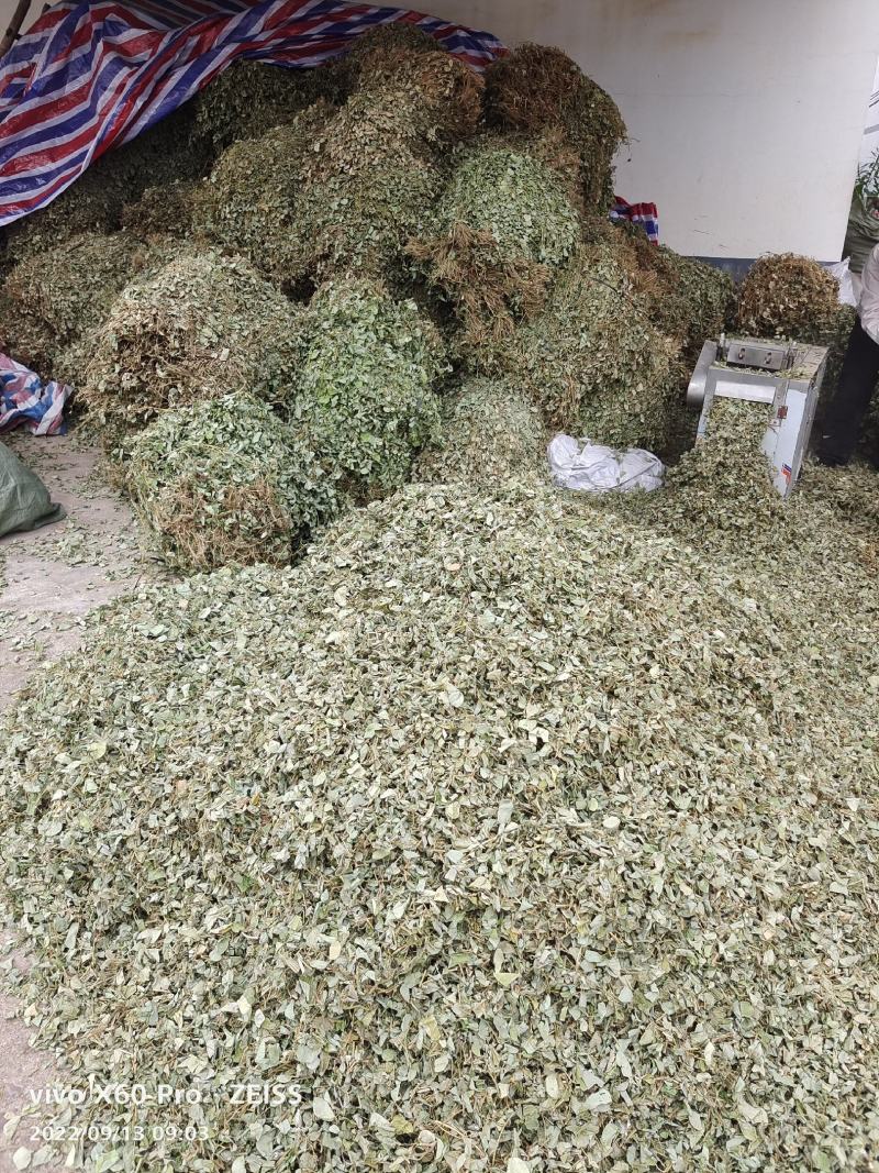 金钱草，青青绿绿色的，干货切断，水洗无泥沙无杂草，干净货