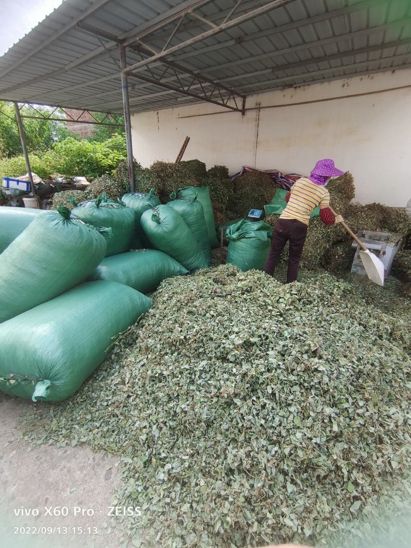 金钱草，青青绿绿色的，干货切断，水洗无泥沙无杂草，干净货