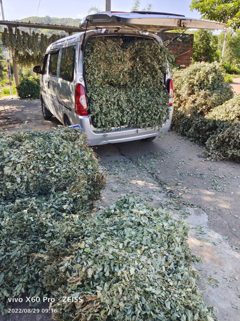 金钱草，青青绿绿色的，干货切断，水洗无泥沙无杂草，干净货