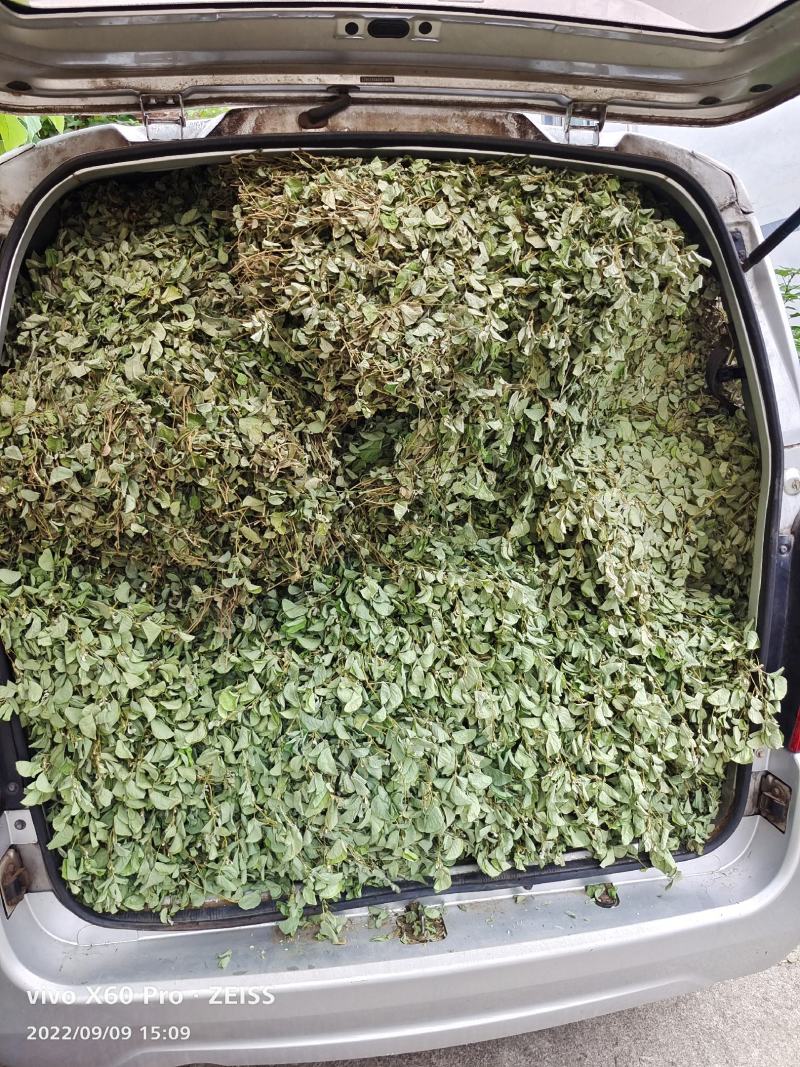金钱草，青青绿绿色的，干货切断，水洗无泥沙无杂草，干净货