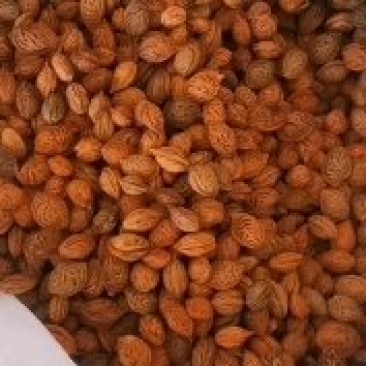 大量出售毛桃核种，山桃核种子