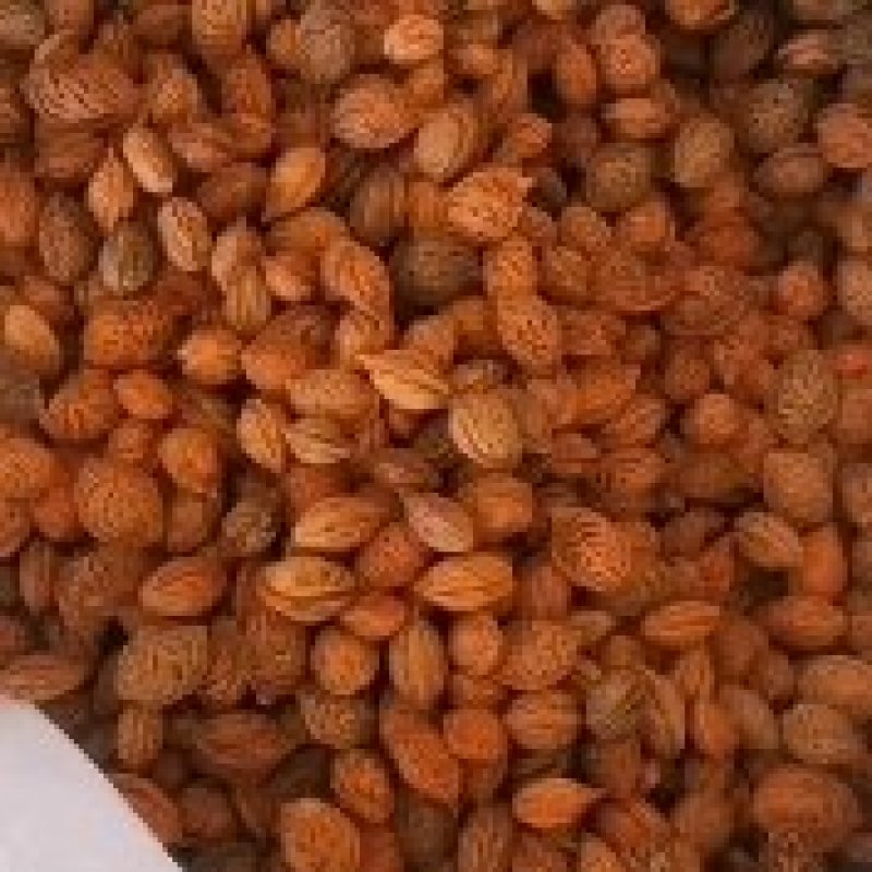 大量出售毛桃核种，山桃核种子