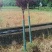 红枫袋苗3～8公分，大量供应