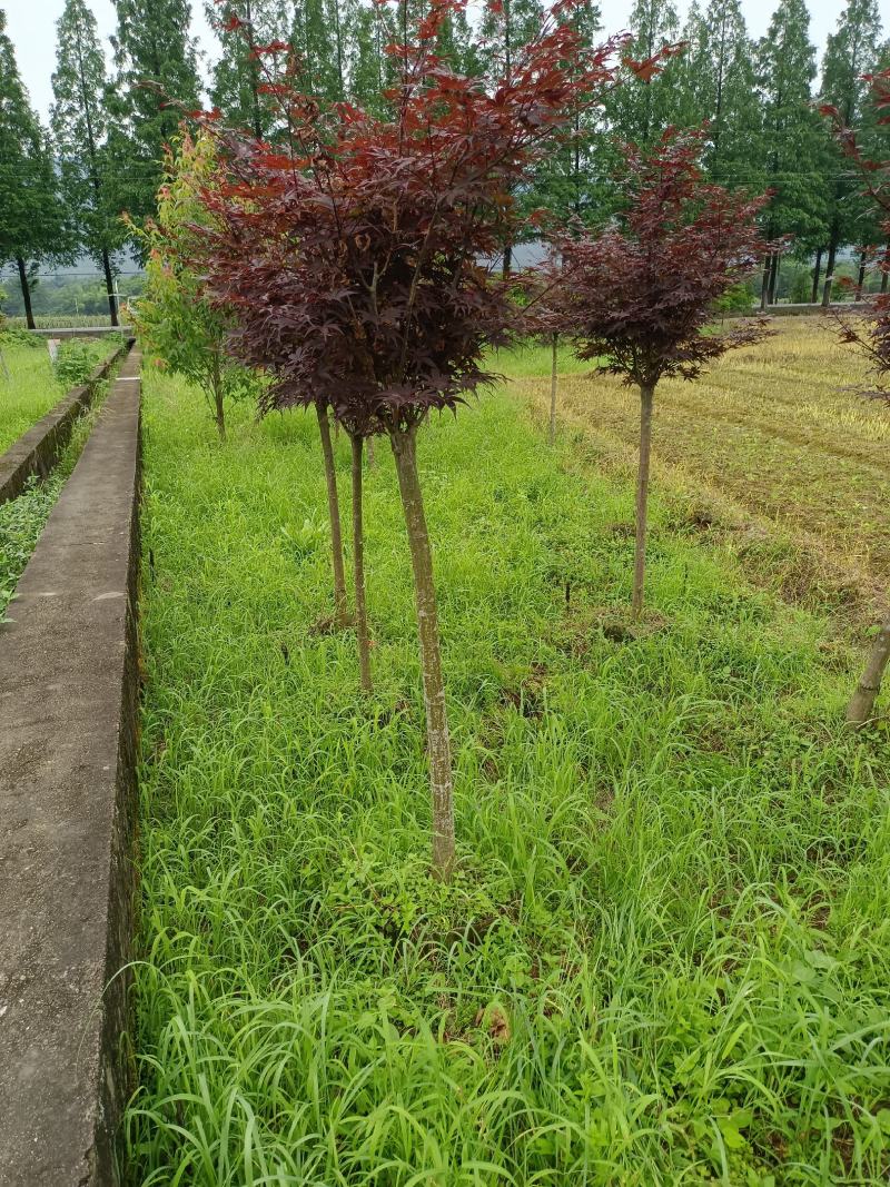 红枫袋苗3～8公分，大量供应