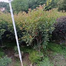 红叶石楠绿缡苗1.52米高