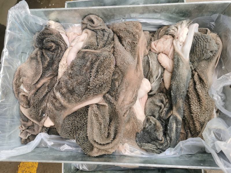 羊肚，免洗产品，新鲜货，长期合作优先，欢迎来我公司洽谈合