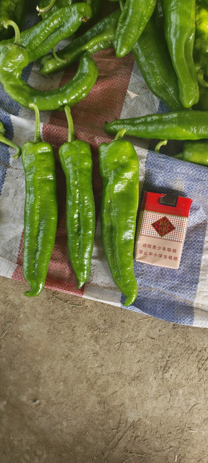 精品301泡椒大量上市中，货源充足，产地直供