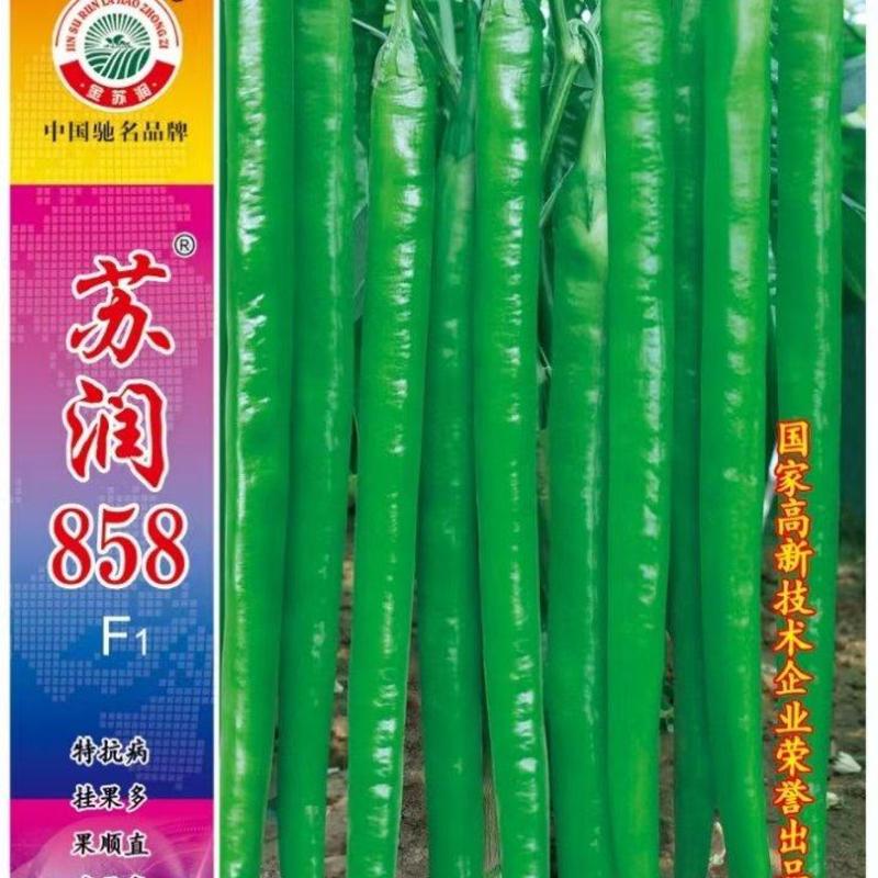 长果线椒种子苏润858抗病椒长40厘米产量高品质好