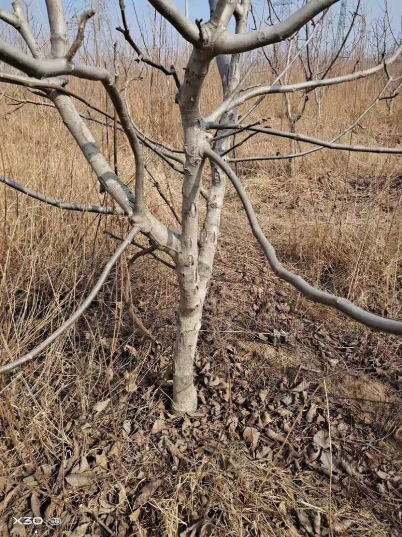 清香核桃树苗，香玲核桃苗，核桃实生苗，自产自销，现挖现发
