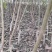 清香核桃树苗，香玲核桃苗，核桃实生苗，自产自销，现挖现发