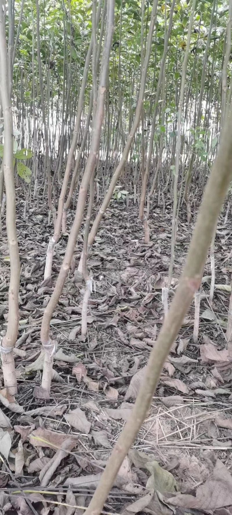 清香核桃树苗，香玲核桃苗，核桃实生苗，自产自销，现挖现发