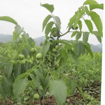 清香核桃树苗，香玲核桃苗，核桃实生苗，自产自销，现挖现发