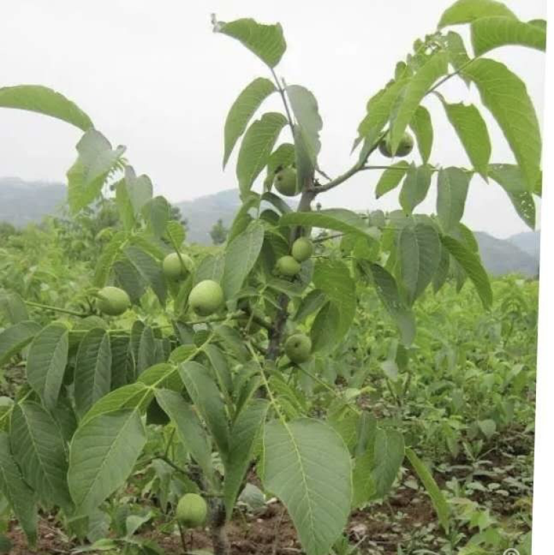清香核桃树苗，香玲核桃苗，核桃实生苗，自产自销，现挖现发