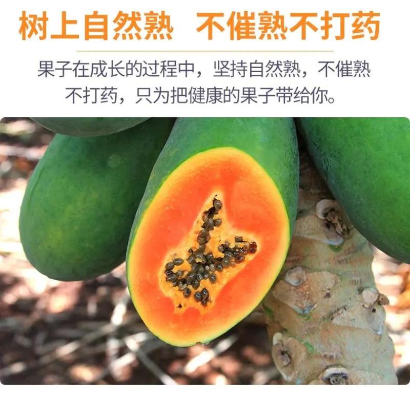 【实力】木瓜广东茂名青红木瓜大量上市支持电商货一件代发