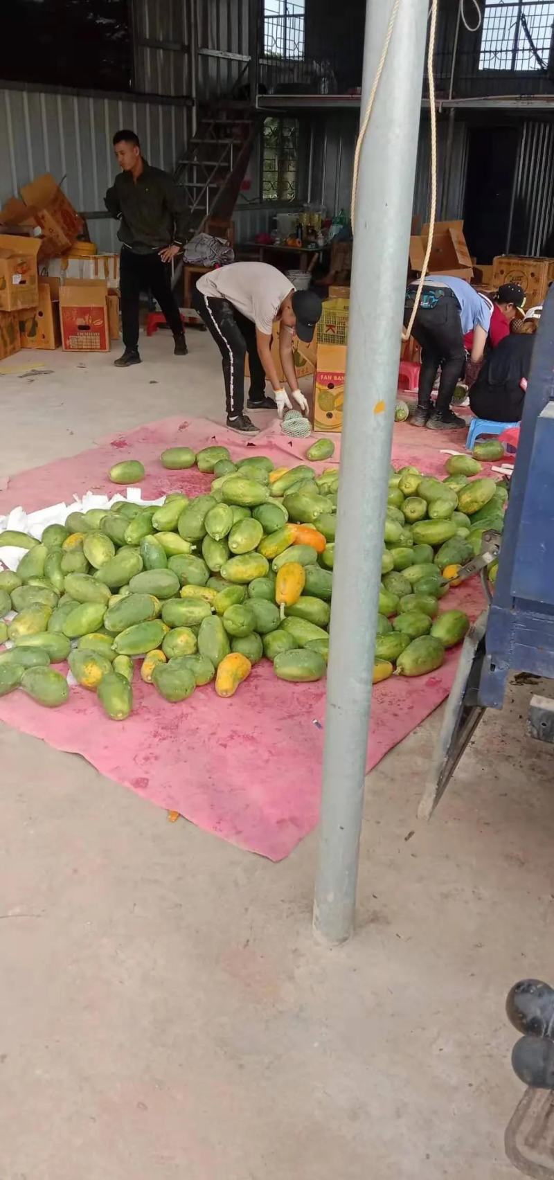 【实力】木瓜广东茂名青红木瓜大量上市支持电商货一件代发