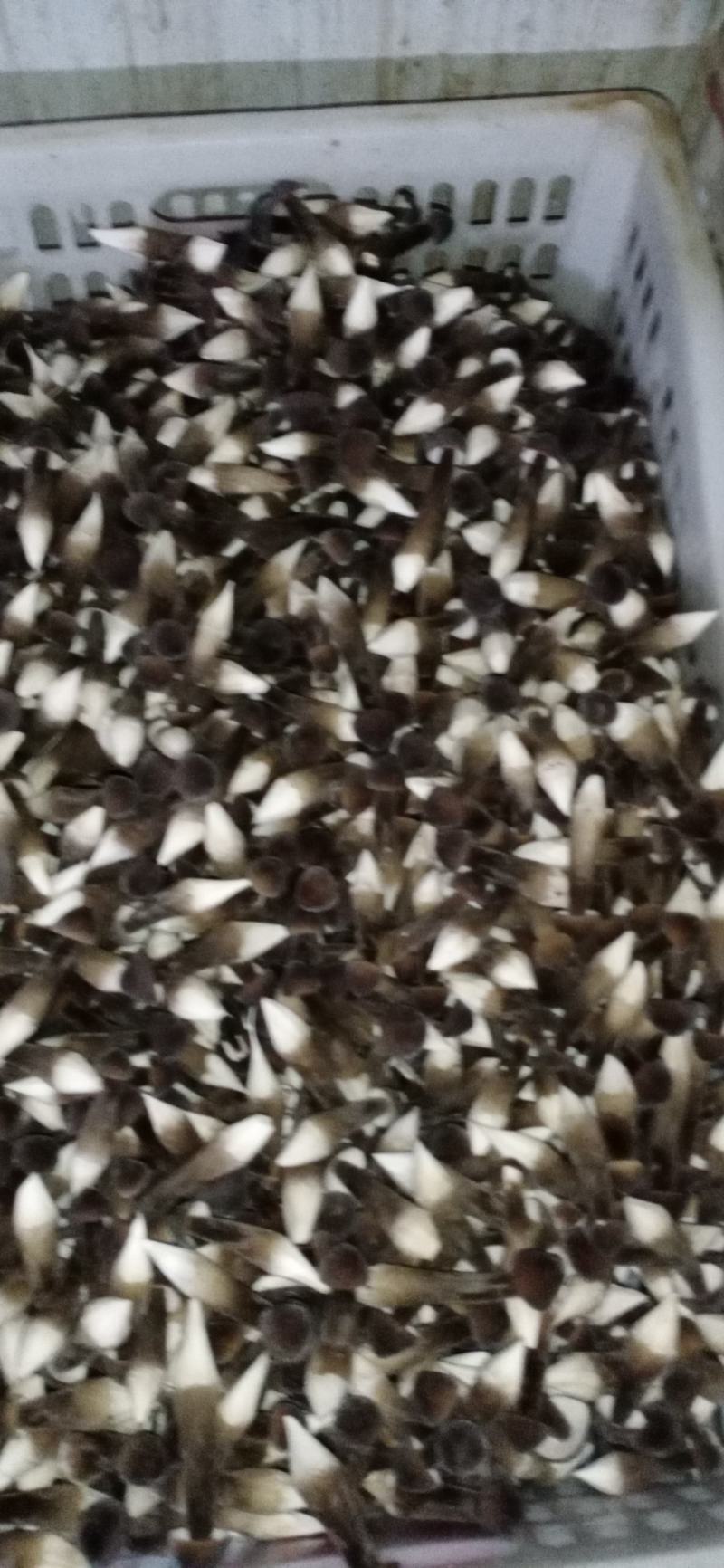 黑皮鸡枞菇