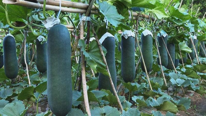 湖南冬瓜精品黑皮冬瓜大量上市货源充足规格齐全