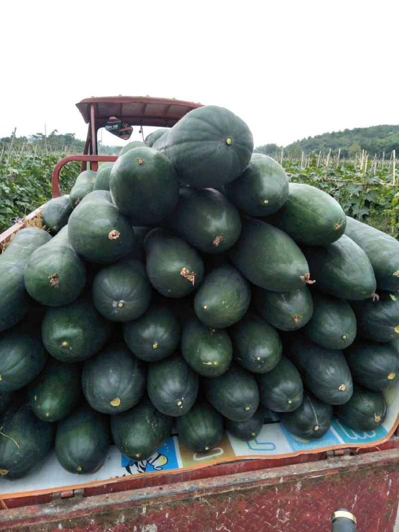 湖南冬瓜精品黑皮冬瓜大量上市货源充足规格齐全