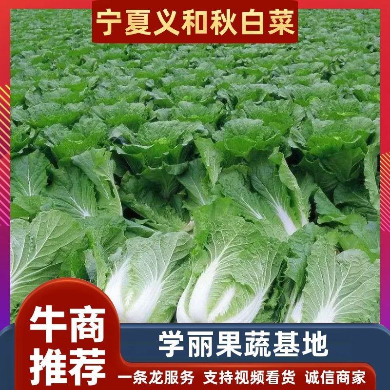 大白菜宁夏大白菜宁夏银川大白菜量大从优质量保证