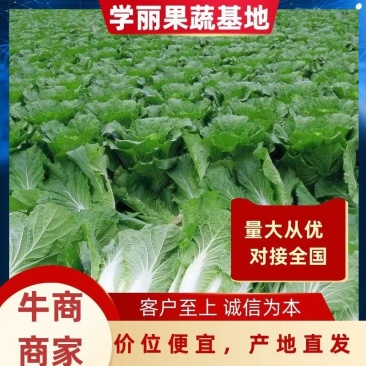 《产地直发》精品大白菜无烧心无虫眼品质保证基地直供一手货