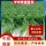 《产地直发》精品大白菜无烧心无虫眼品质保证基地直供一手货