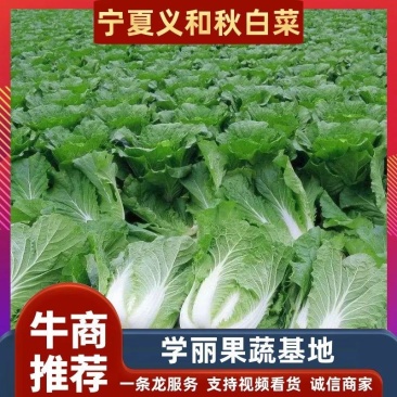 大白菜宁夏大白菜宁夏银川大白菜量大从优质量保证
