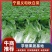 大白菜宁夏大白菜宁夏银川大白菜量大从优质量保证