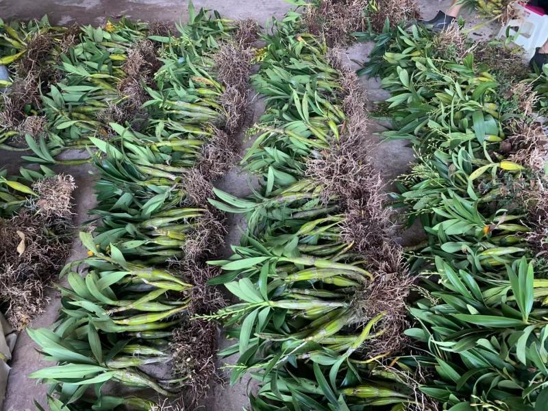 云南产地鼓槌石斛苗5公斤起批包邮