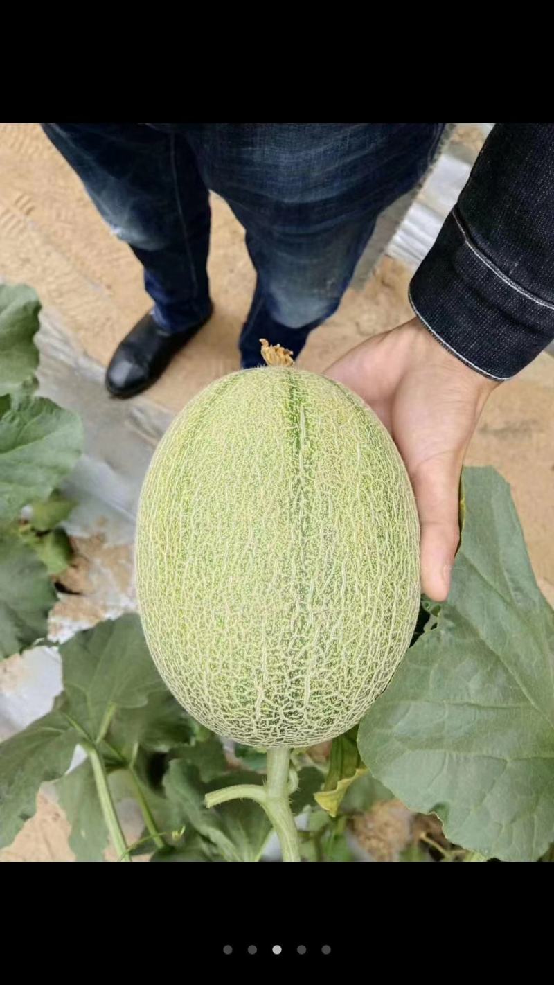 哈密瓜