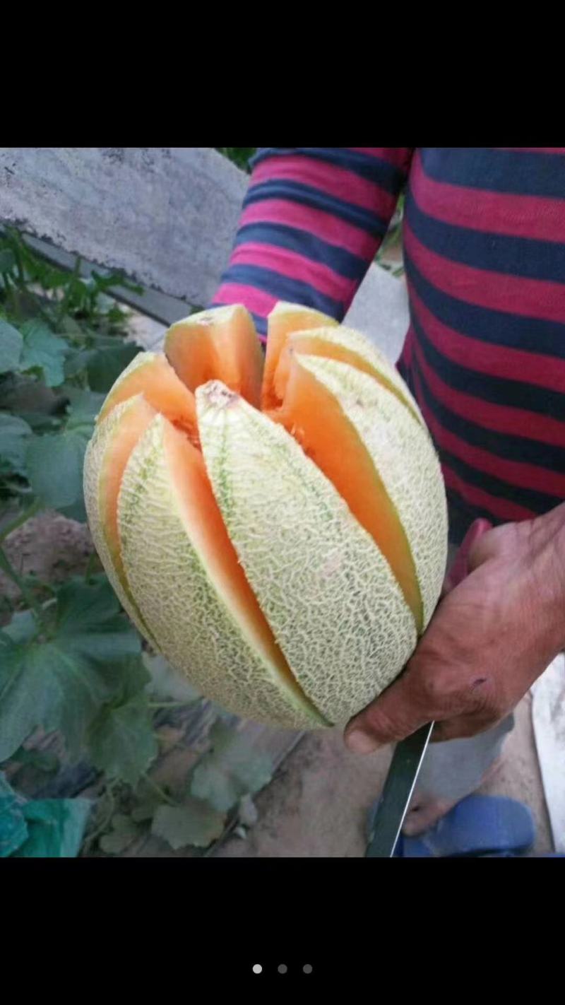 哈密瓜