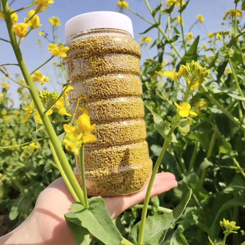 油菜花粉青海油菜花粉保质保量包邮到家