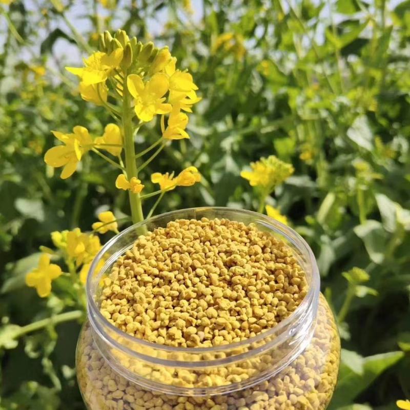 油菜花粉青海油菜花粉保质保量包邮到家