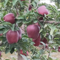 花牛优果区