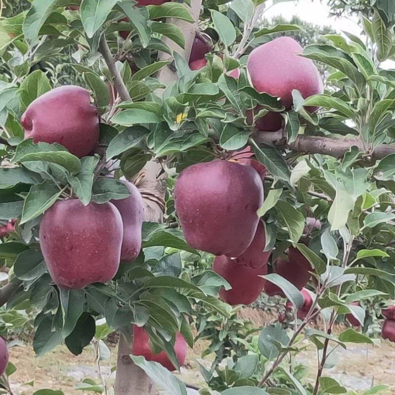 花牛优果区