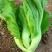 甜肉包心芥菜种子腌菜加工种植户春秋均可种植大田用种
