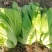 甜肉包心芥菜种子腌菜加工种植户春秋均可种植大田用种