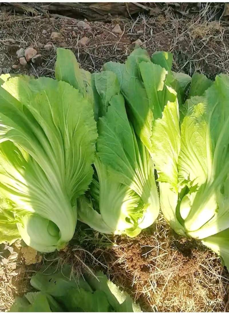 甜肉包心芥菜种子腌菜加工种植户春秋均可种植大田用种
