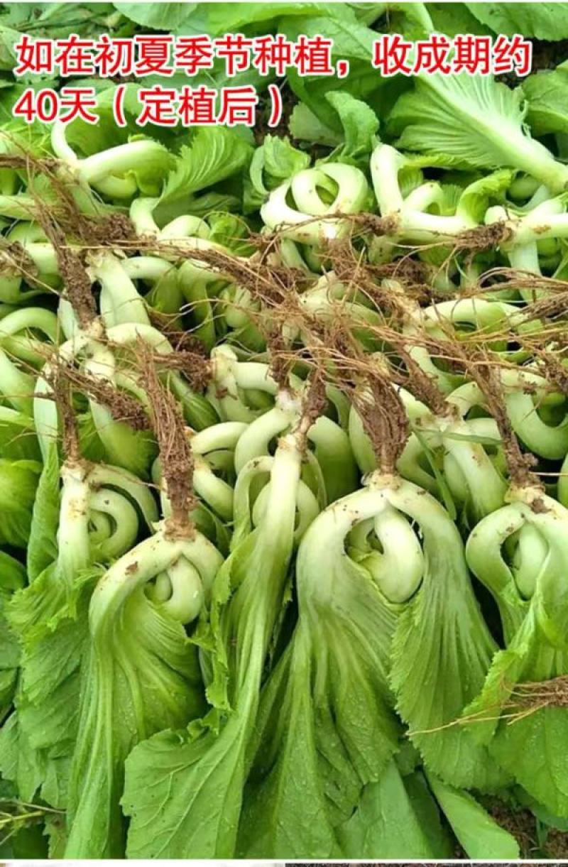甜肉包心芥菜种子腌菜加工种植户春秋均可种植大田用种