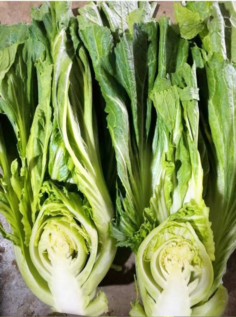甜肉包心芥菜种子腌菜加工种植户春秋均可种植大田用种