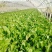 甜肉包心芥菜种子腌菜加工种植户春秋均可种植大田用种