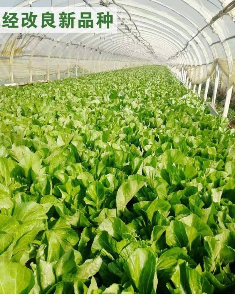 甜肉包心芥菜种子腌菜加工种植户春秋均可种植大田用种