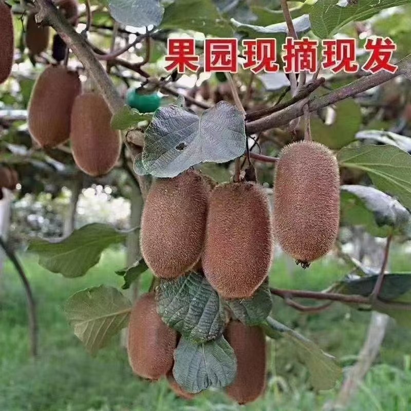 贵州猕猴桃品种贵长，零担整车一件代发合作社年产量上万吨。