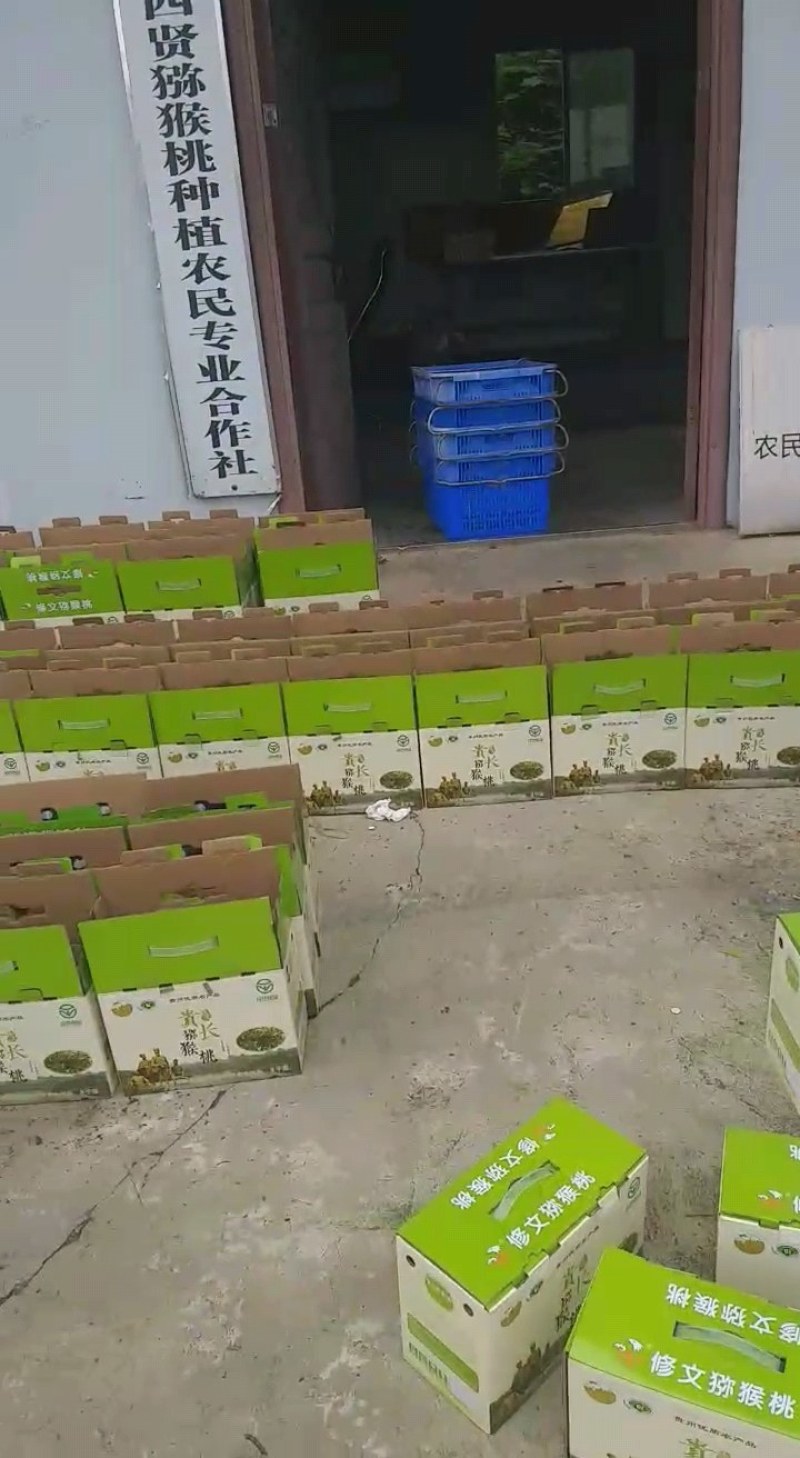 贵州猕猴桃品种贵长，零担整车一件代发合作社年产量上万吨。