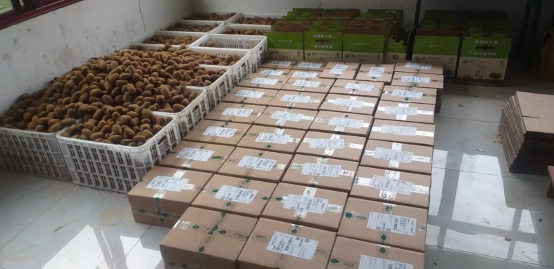 贵州猕猴桃品种贵长，零担整车一件代发合作社年产量上万吨。
