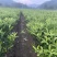 脆蜜金桔苗脆蜜金柑苗试验基地母本果园产地嫁接品种优良