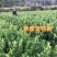 【推荐】脆蜜金桔苗精选培育融安产地批发提供售后技术