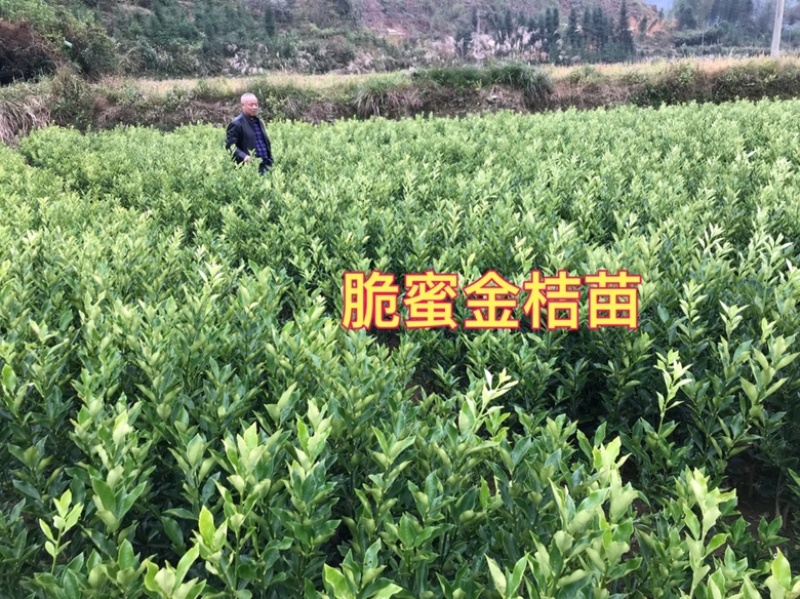 【推荐】脆蜜金桔苗精选培育融安产地批发提供售后技术