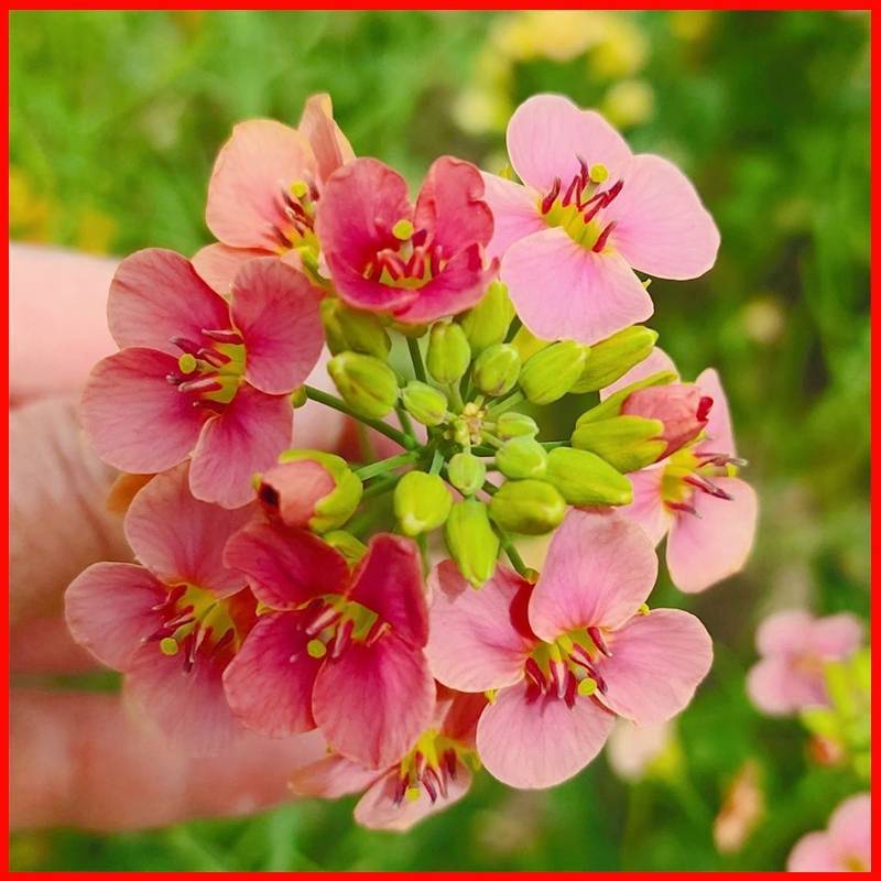 进口彩色油菜花种子花海景观绿化观赏大花彩色油菜花油菜籽耐